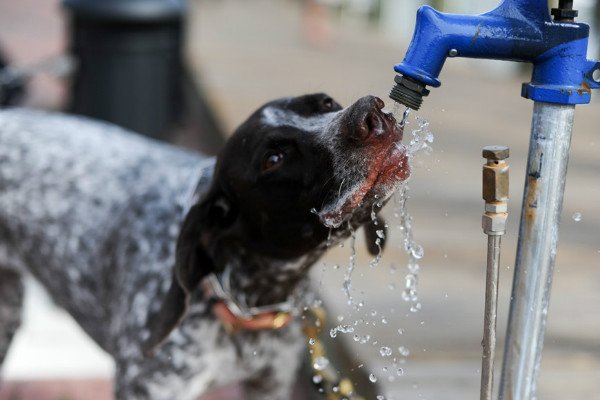 Низький і підвищений гемоглобін у собаки: причини і допомогу