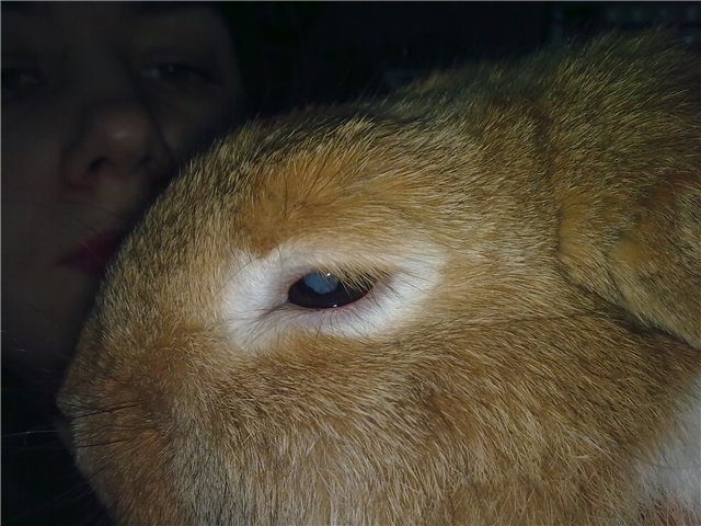 Хвороби очей у кроликів, їх симптоми та лікування