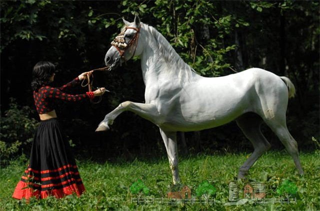 Як навчити коня іспанському кроці, кранчу і поклону