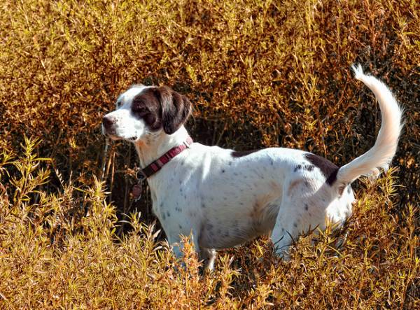Лептоспіроз собак небезпечний і для тварини, і для власника!