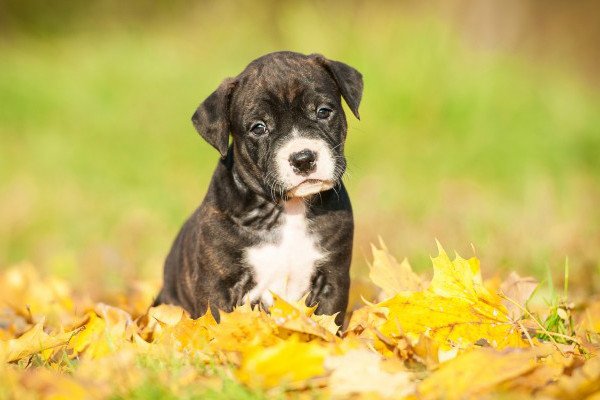 Імпетиго у собак: суть захворювання і методи лікування