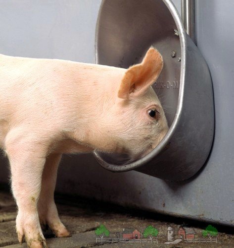 Ніпельні поїлки для свиней своїми руками: фото та відео