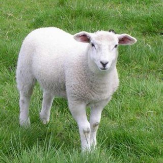 Мясна продуктивність овець.