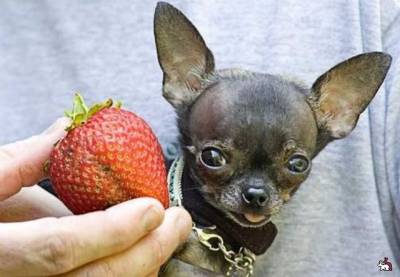 Найменша собака в світі: ТОП 3 рейтинг