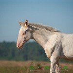 Огляд найкрасивіших коней у світі: фото та відео