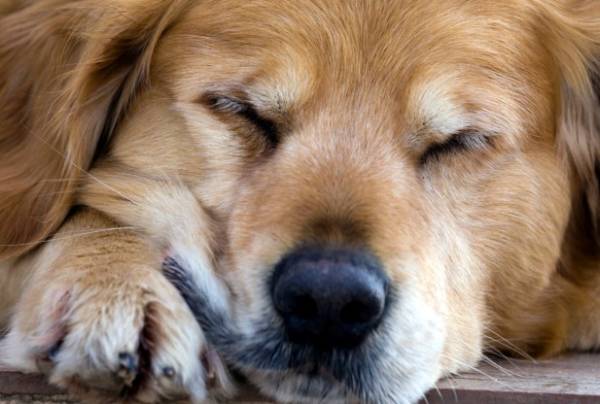 Розбираємося, як підвищити імунітет у собаки