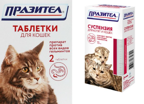 Празител для кішок і кошенят: призначення, дозування