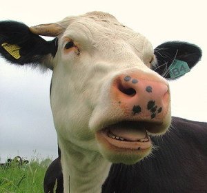 Як купувати і як правильно вибрати корову