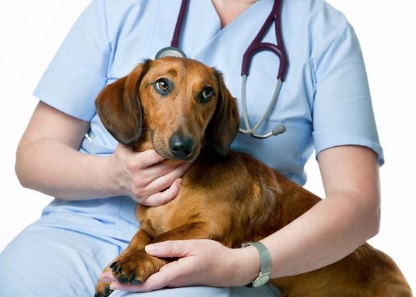 Пієлонефрит   бактеріальна інфекція у собак