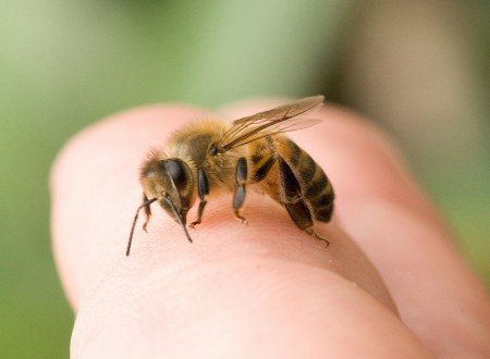 Жало бджоли: де знаходиться, як жалить, фото під мікроскопом