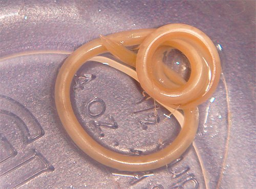 Статеві блохи і як від них позбавитися Статеві блохи і як від них позбавитися