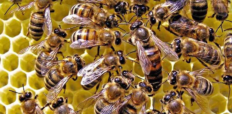 Все про бджолиній матці: опис, фото і відео