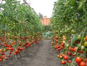 Природна підживлення розсади томатів, а також кращі вітчизняні препарати
