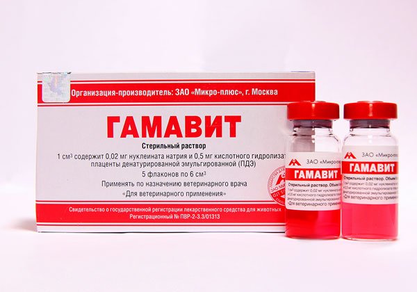 Імуномодулятори для собак: основні відомості та принцип застосування