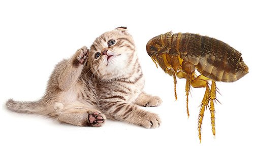 Блоха котяча: як вона виглядає на фото і небезпечна для людини