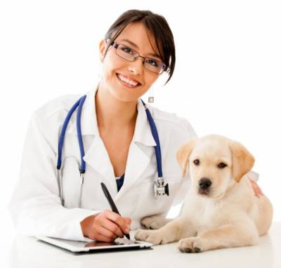Пронос у собаки: причини і чим лікувати