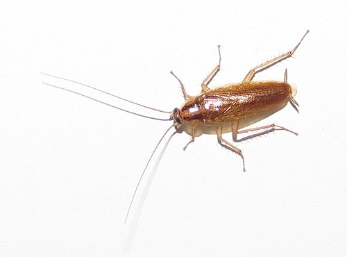 Боротьба з тарганами в квартирі: від народних засобів до сучасних ефективних способів виведення Боротьба з тарганами в квартирі: від народних засобів до сучасних ефективних способів виведення