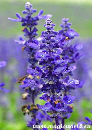 Ефірне масло лаванди   властивості, застосування та протипоказання