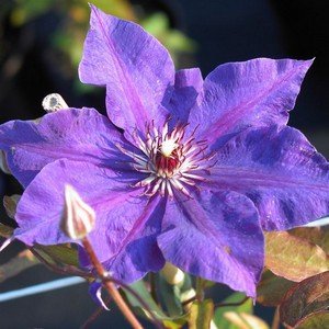 Посадка і догляд за квіткою клематиса в саду і домашніх умовах