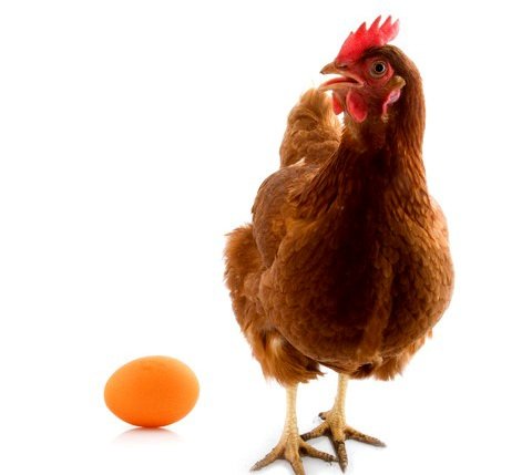 Курячі яйця без шкаралупи: причини й рішення