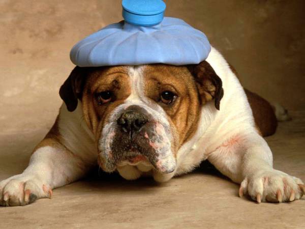 Болить у собак голова? Як не пропустити небезпечні симптоми