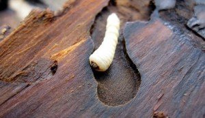 Як позбутися від короїда в деревяному будинку. Методи захисту деревини. Підготовка пиломатеріалів до будівництва. Боротьба з жуком у експлуатованому будинку Як позбутися від короїда в деревяному будинку. Методи захисту деревини. Підготовка пиломатеріалів до будівництва. Боротьба з жуком у експлуатованому будинку