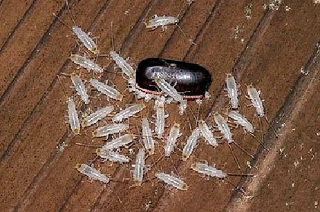 Скільки тарганів вилуплюється з одного яйця (фото процесу народження з оотеки вагітної самки) Скільки тарганів вилуплюється з одного яйця (фото процесу народження з оотеки вагітної самки)