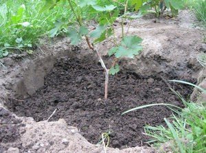 Детальна характеристика сорту винограду Лівія