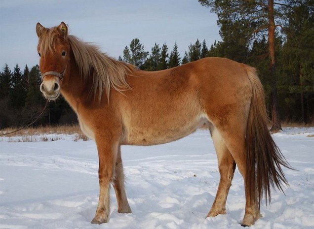 Огляд башкирської породи коней, її опис та фото