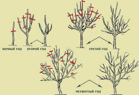 Схема обрізки вишні восени для початківців
