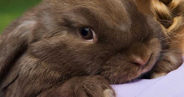 Основні хвороби декоративних кроликів: їх симптоми і лікування