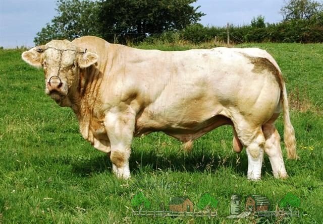 Породи корів мясного напрямку: їх опис та фото