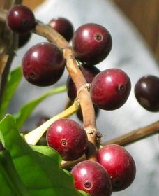 Вирощування кавового дерева в домашніх умовах