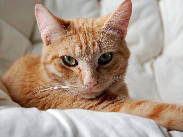 Лейкоз у кішок небезпечне й смертельне захворювання