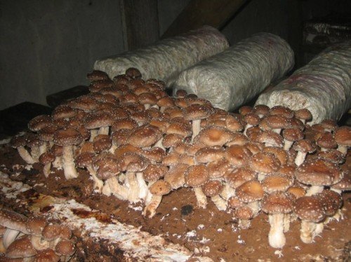 Вирощування шіїтаке: технологія та догляд за грибами