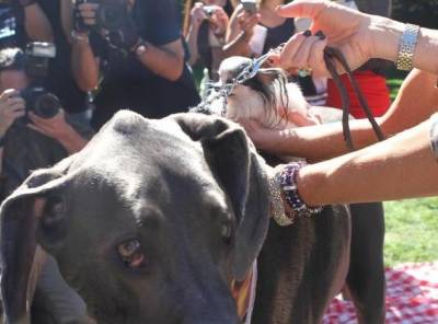 Найменша собака в світі: ТОП 3 рейтинг