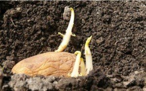 Як пророщувати картоплю перед садінням?