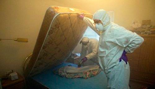 Знищення комах в квартирі: що важливо знати про цю процедуру