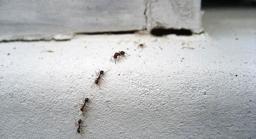 Борна кислота від мурах: рецепти проти мурах у квартирі та на городі