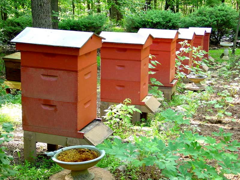 Утримання бджіл в багатокорпусних вуликах: опис і відео