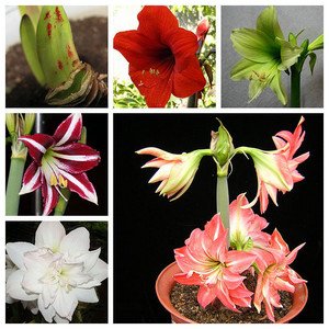 Квітучі цибулинні кімнатні рослини та догляд за ними