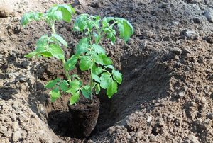Технологія вирощування помідорів з насіння у відкритому ґрунті