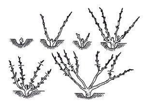 Правила формування молодого виноградного куща навесні (відео інструкція)