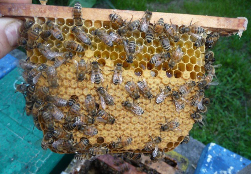 Країнський порода бджіл Карника (Carnica) та її характеристика