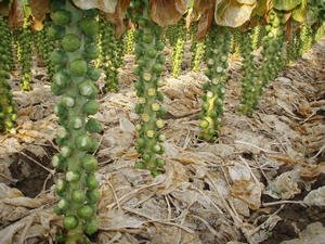 Агротехніка вирощування брюссельської капусти з насіння