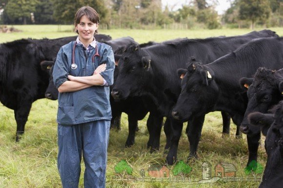 Бородавки на вимені у корів: причини і лікування хвороби