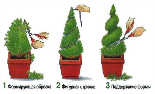 Чому сохне кімнатний кипарис, що при цьому робити?