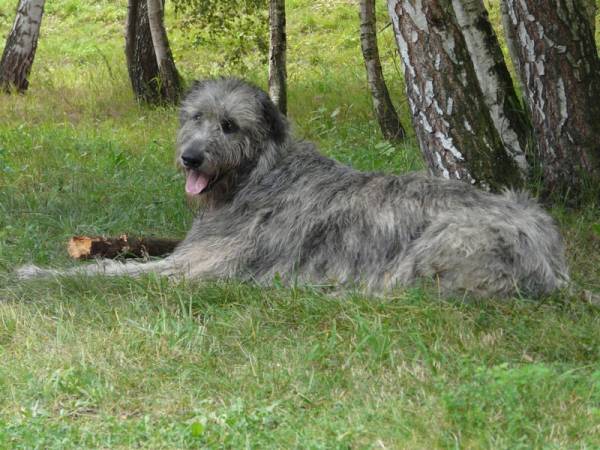 Ірландський вовкодав: історія, стандарт, характер і умови утримання (+ фото)