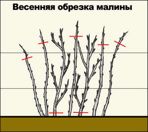 Ремонтантна Малина   посадка й догляд за малиною сорту Бабине літо 2 і діамантова