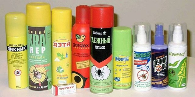 Як захиститися від энцефалитных кліщів і як уникнути укусу кліща в лісі